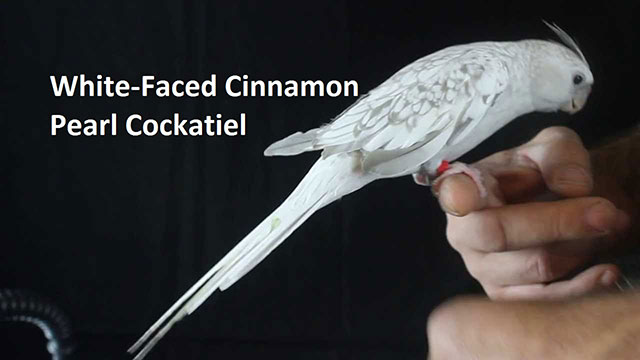 White-Faced Cinnamon Pearl Cockatiel
