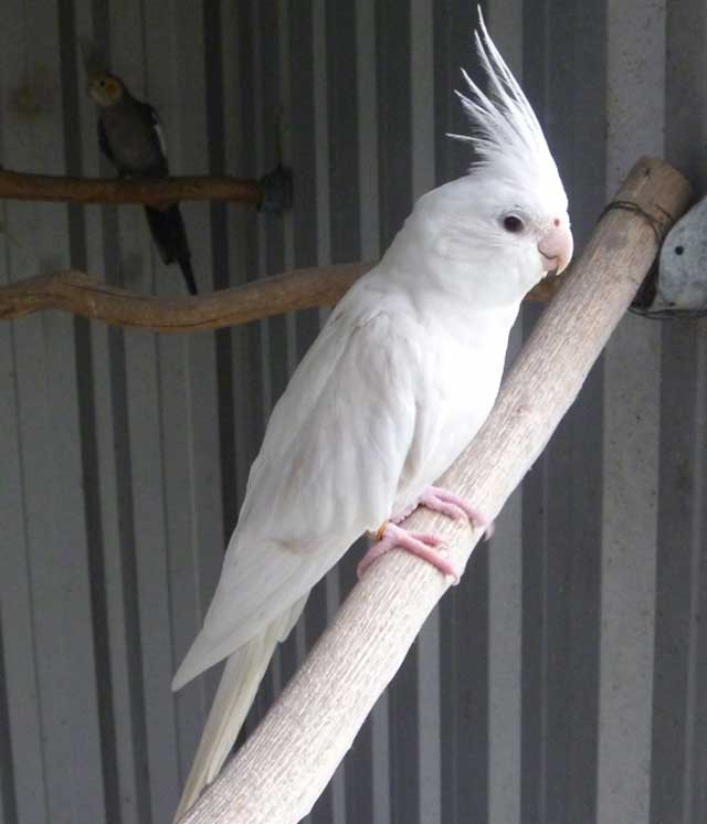 white pearl cockatiel