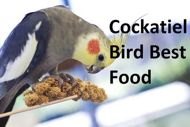 Cockatiel Bird Best Food