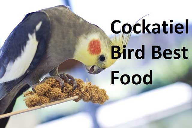 cockatiel parrot food list