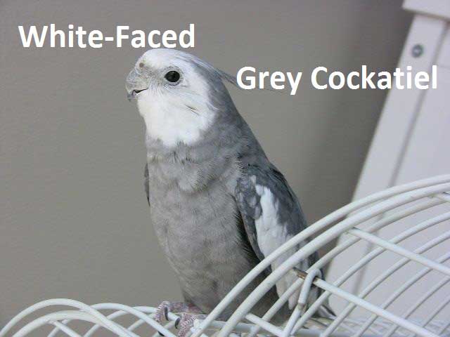 White Faced Grey Cockatiel