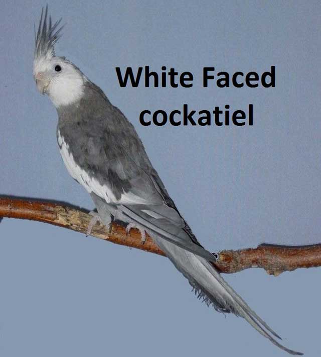 White Faced Cockatiel Lifespan Food Care And Breeding Petshoods,Italian Beans And Greens