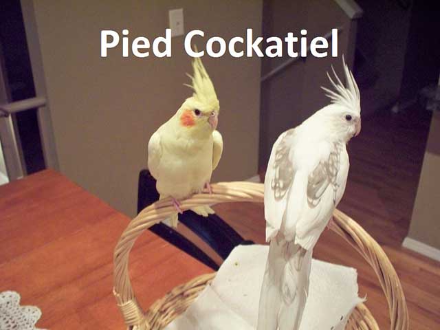 Pied Cockatiel