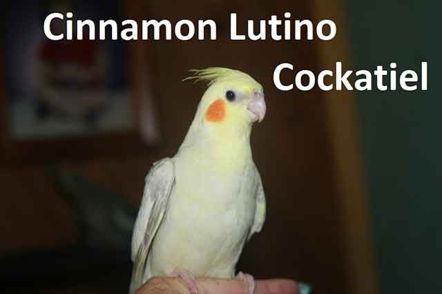 Cinnamon Lutino Cockatiel