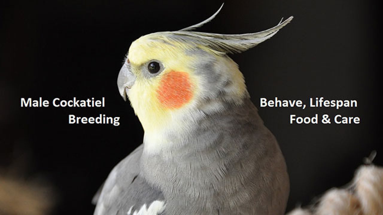 cockatiel bird male and female