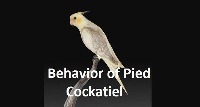 Behavior Of Pied Cockatiel