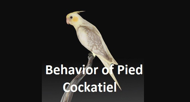 Oppførsel Av Pied Cockatiel