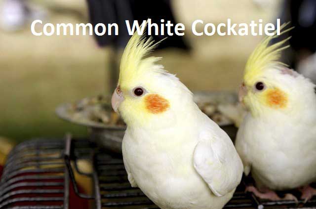 Common White Cockatiel