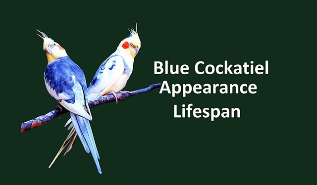 blue cockatiel for sale