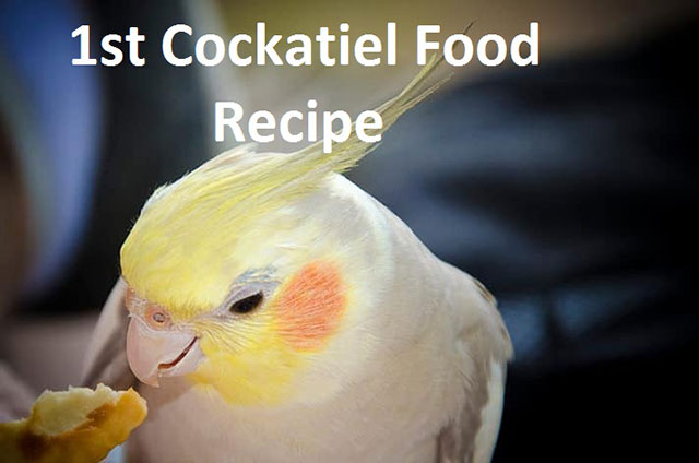 1st Cockatiel Food Recipe