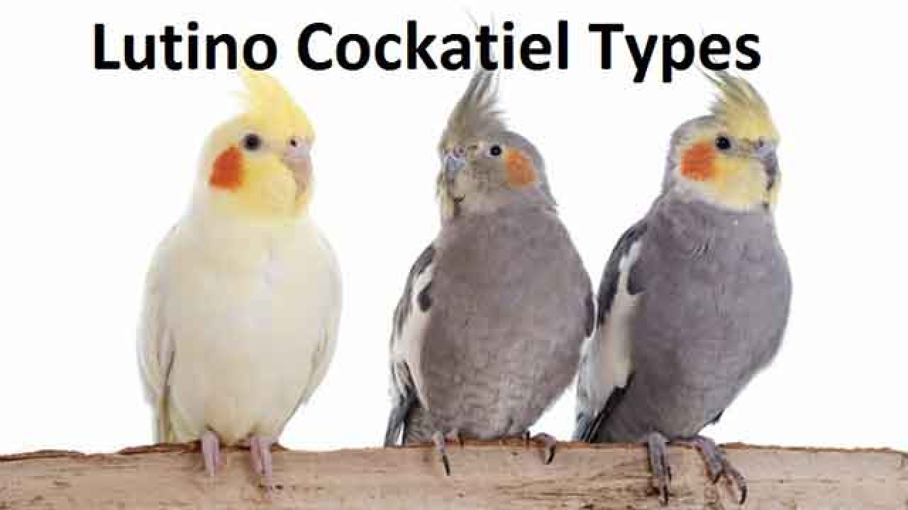 different types of cockatiels