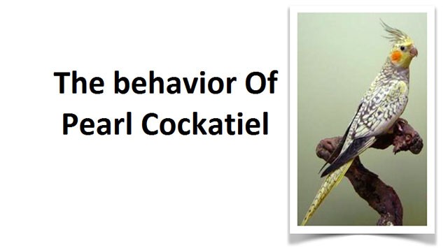 The Behavior of Pearl Cockatiel