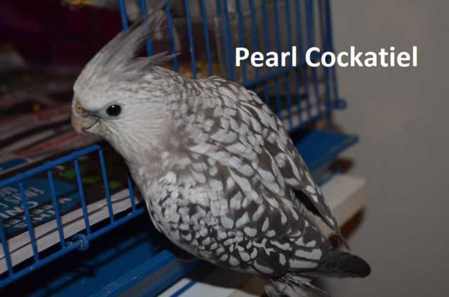 White-Faced Pearl Cockatiel