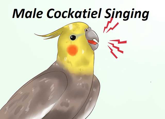 Male Cockatiel Singing