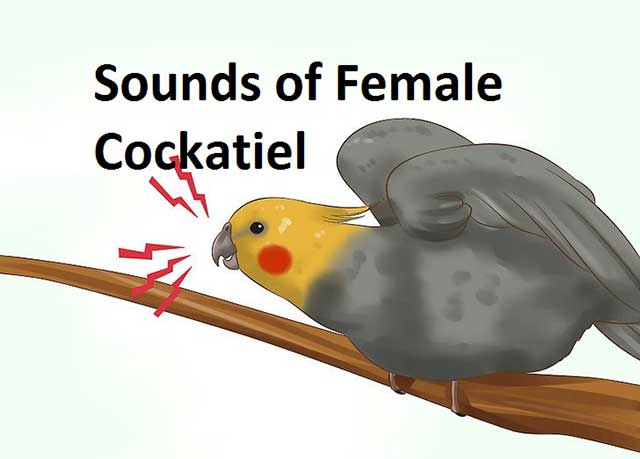 Sounds of Female Cockatiel