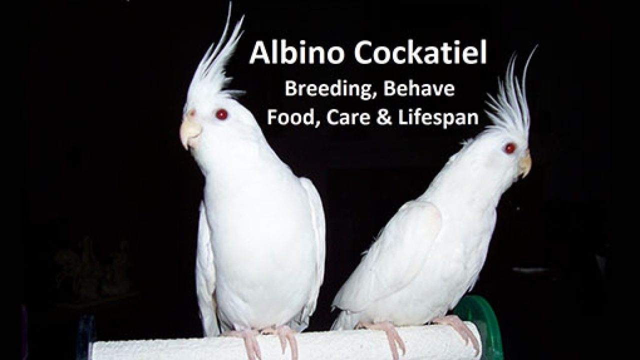 albino cockatiel price