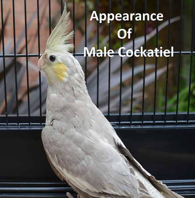 Appearance Of Male Cockatiel 