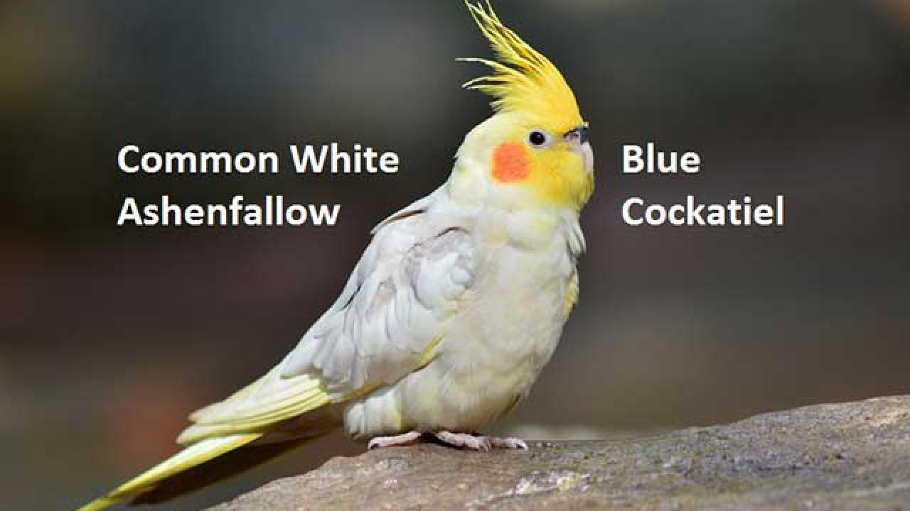white female cockatiel