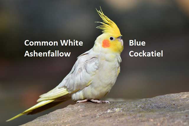Common White, Blue, Ashenfallow Cockatiel