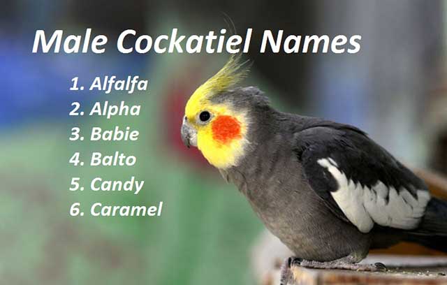  Male Cockatiel Names