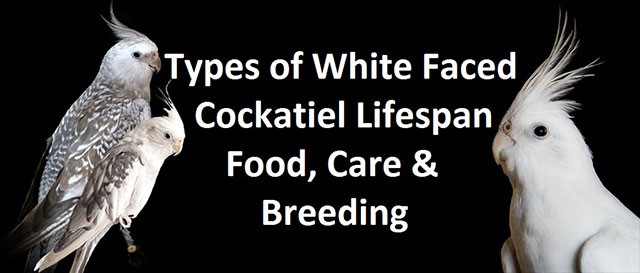 Types of White Faced