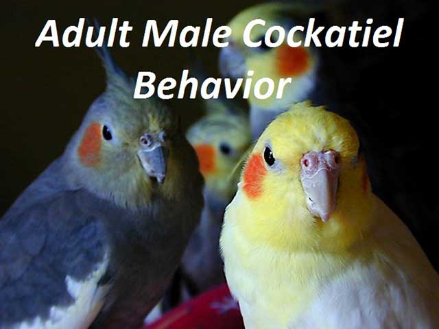 Adult Male Cockatiel Behavior