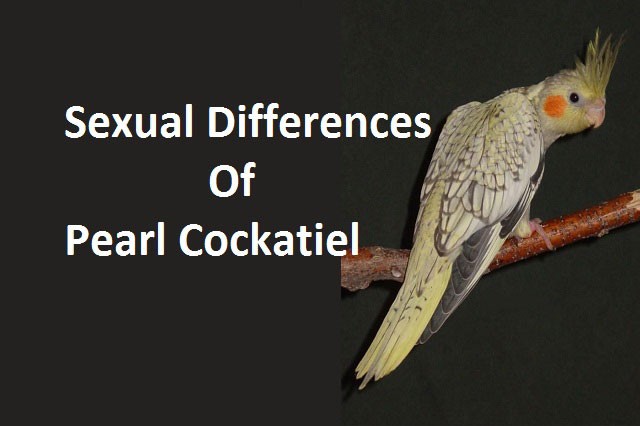 Sexual Differences of Pearl Cockatiel