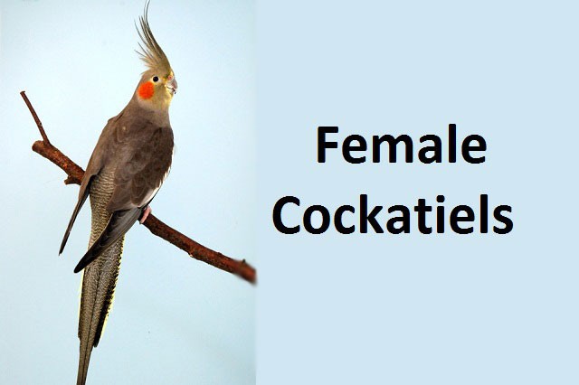 Female Cockatiels