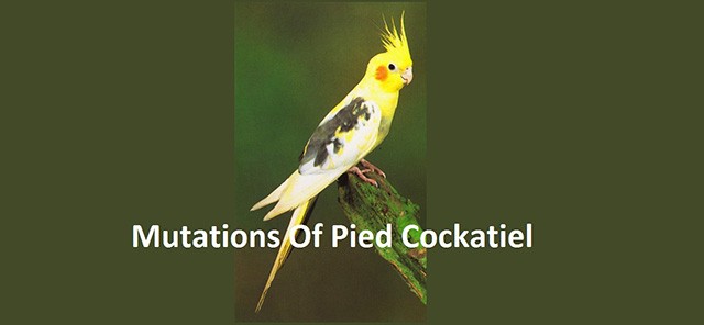 Mutations of Pied Cockatiel