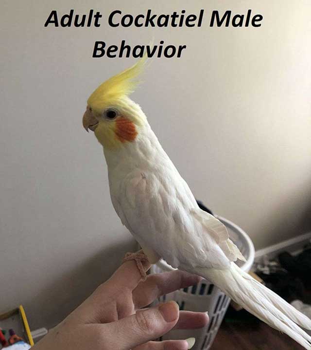 Adult Cockatiel Male Behavior