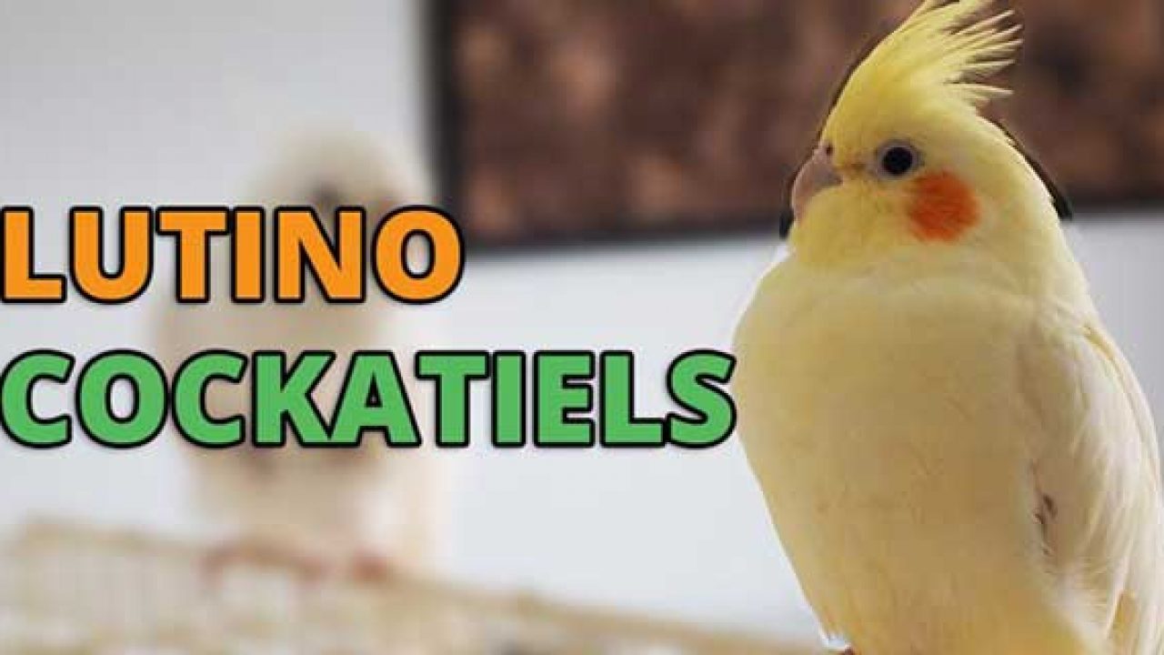 yellow cockatiel parrot