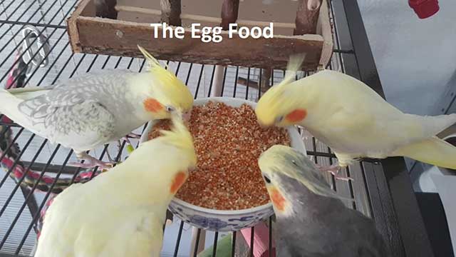 The Egg Food