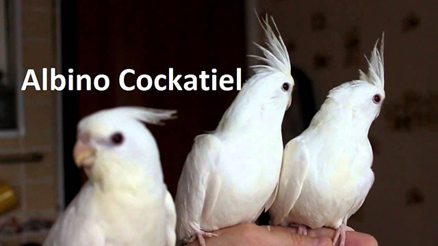 Albino Cockatiel