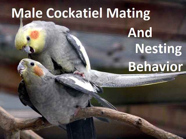 Male Cockatiel Mating And Nesting Behavior