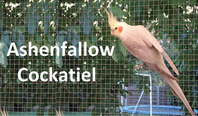 Ashenfallow Cockatiel