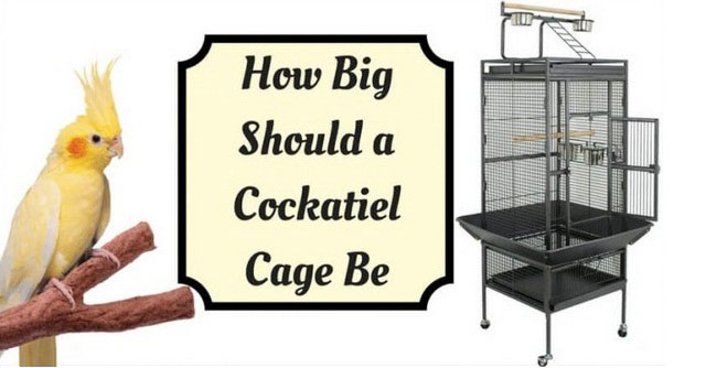 Best Cockatiel Cage Size
