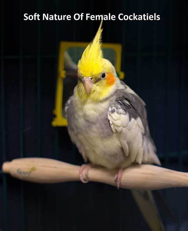 Soft Nature Of Female Cockatiels