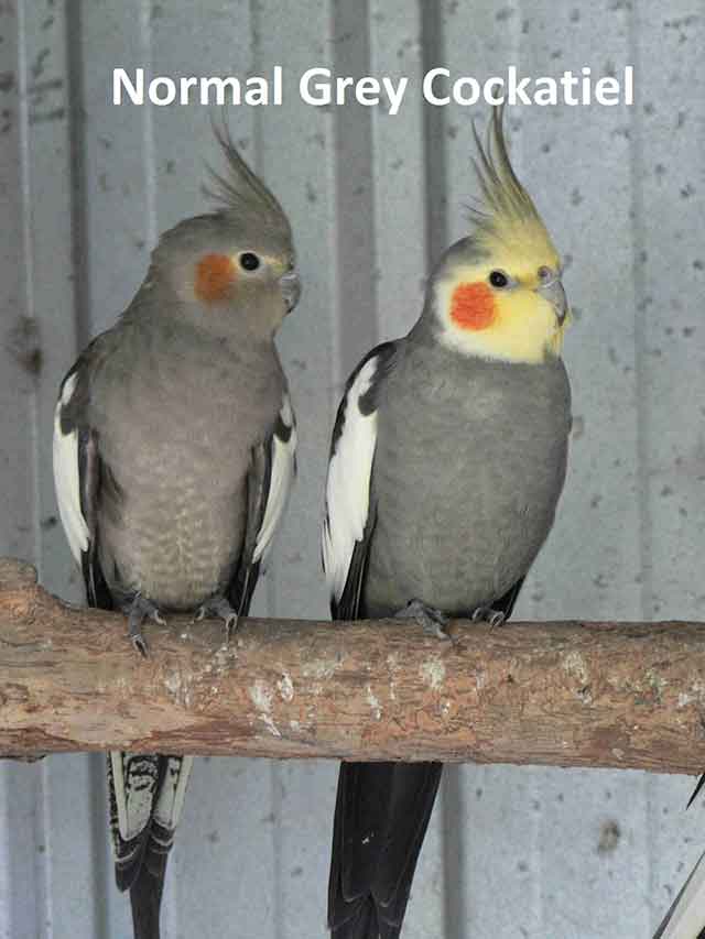 Normal Grey Cockatiel Appearance