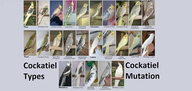 Cockatiel Types Or Cockatiel Mutations
