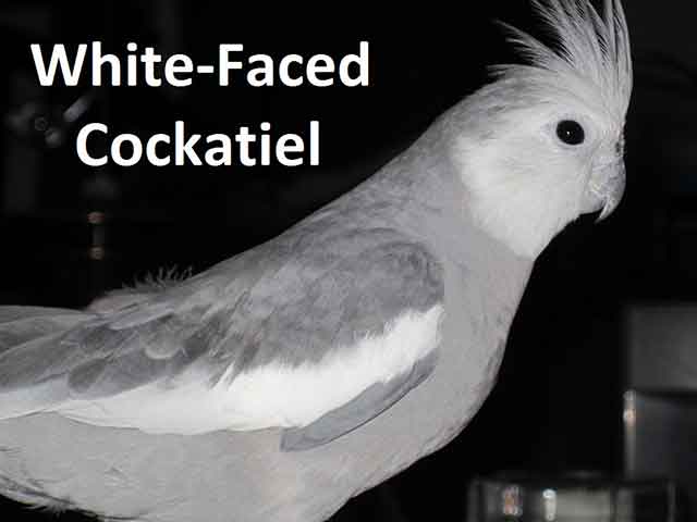 White Faced Cockatiel