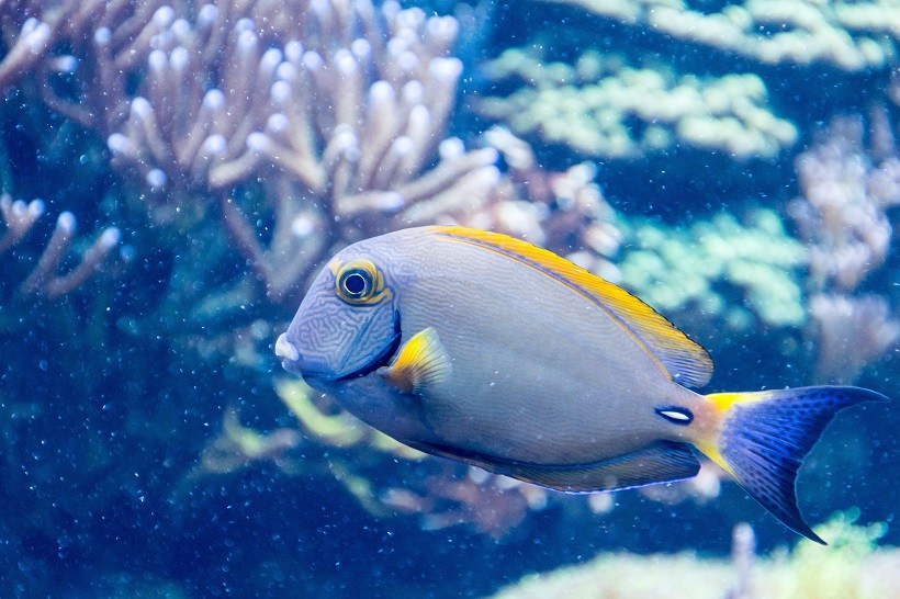 Behave of Dory Fish