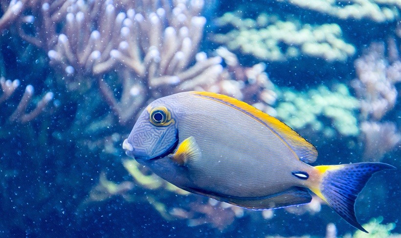 Blue Tang Fish