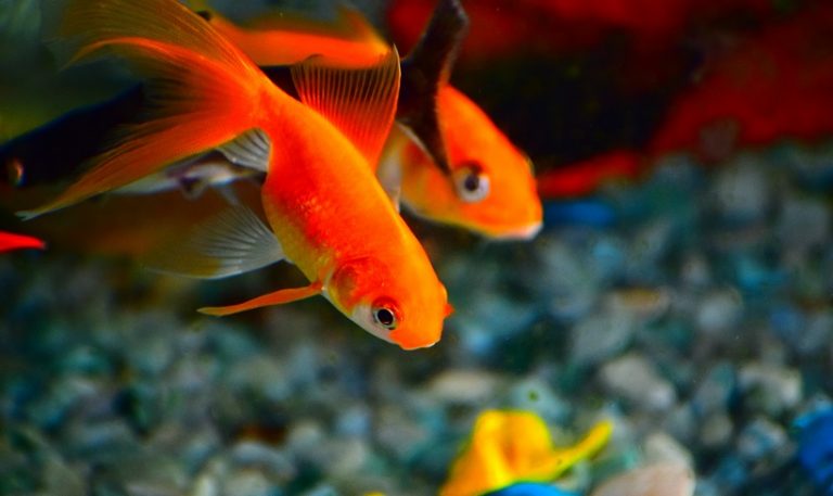 How Long do Goldfish Live