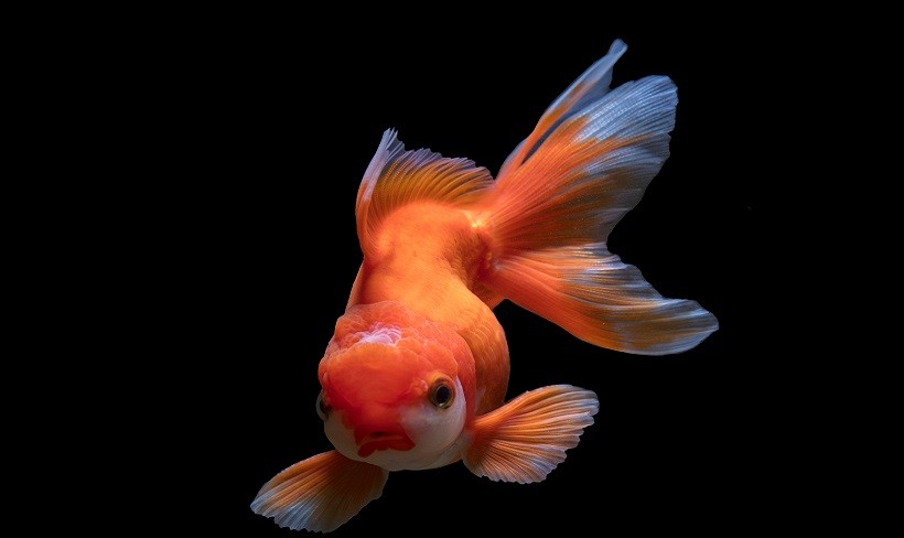 How long do goldfish live without food