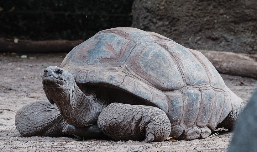 Snapping Turtle Facts | Snapping Turtle Species | Snapping turtle diet