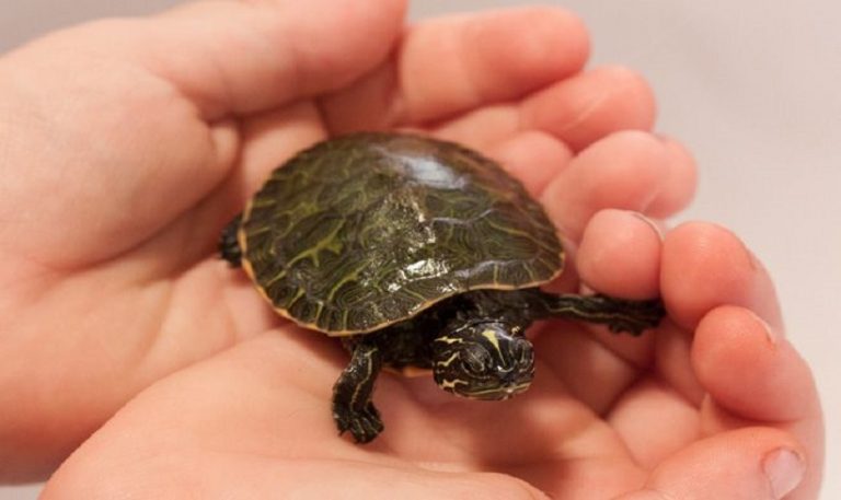 What do baby turtles eat, drink and & grow in wild