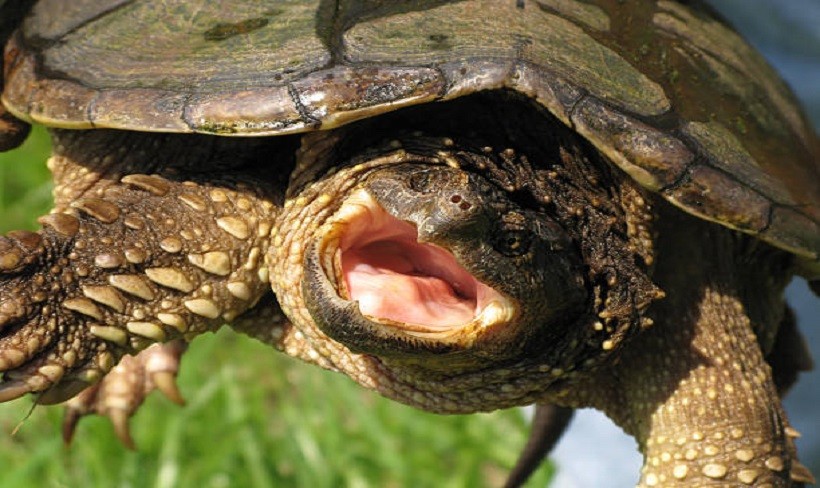 How Big do Snapping Turtles Get