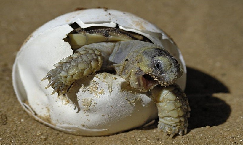 Painted Turtle Eggs in Water