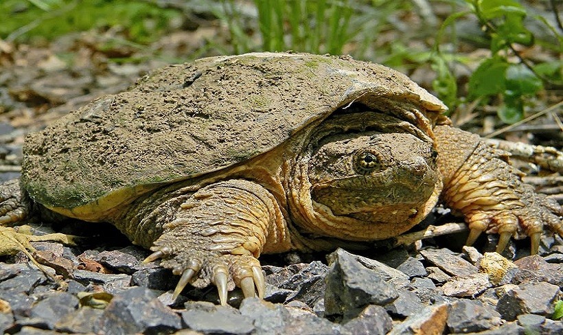 What do Alligator Snapping Turtles Eat