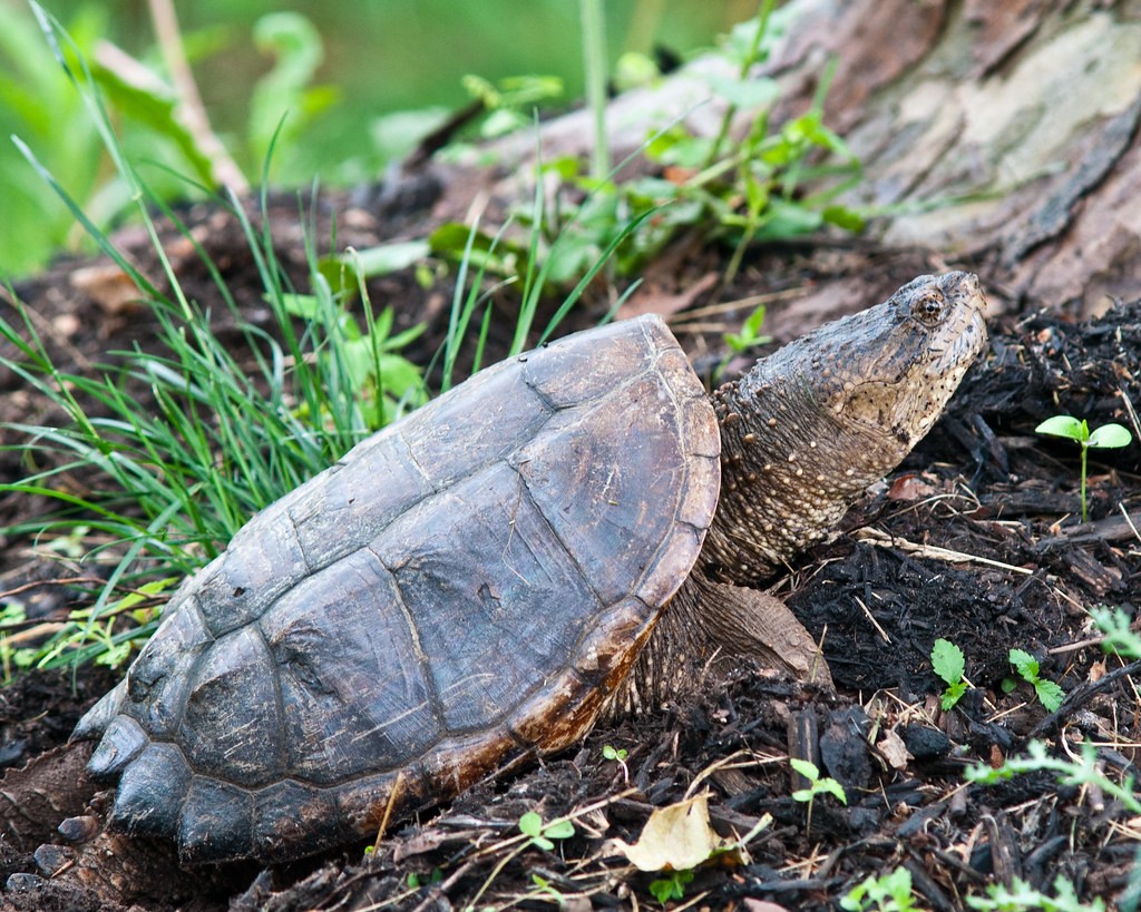 Do Snapping Turtles Eat Meat